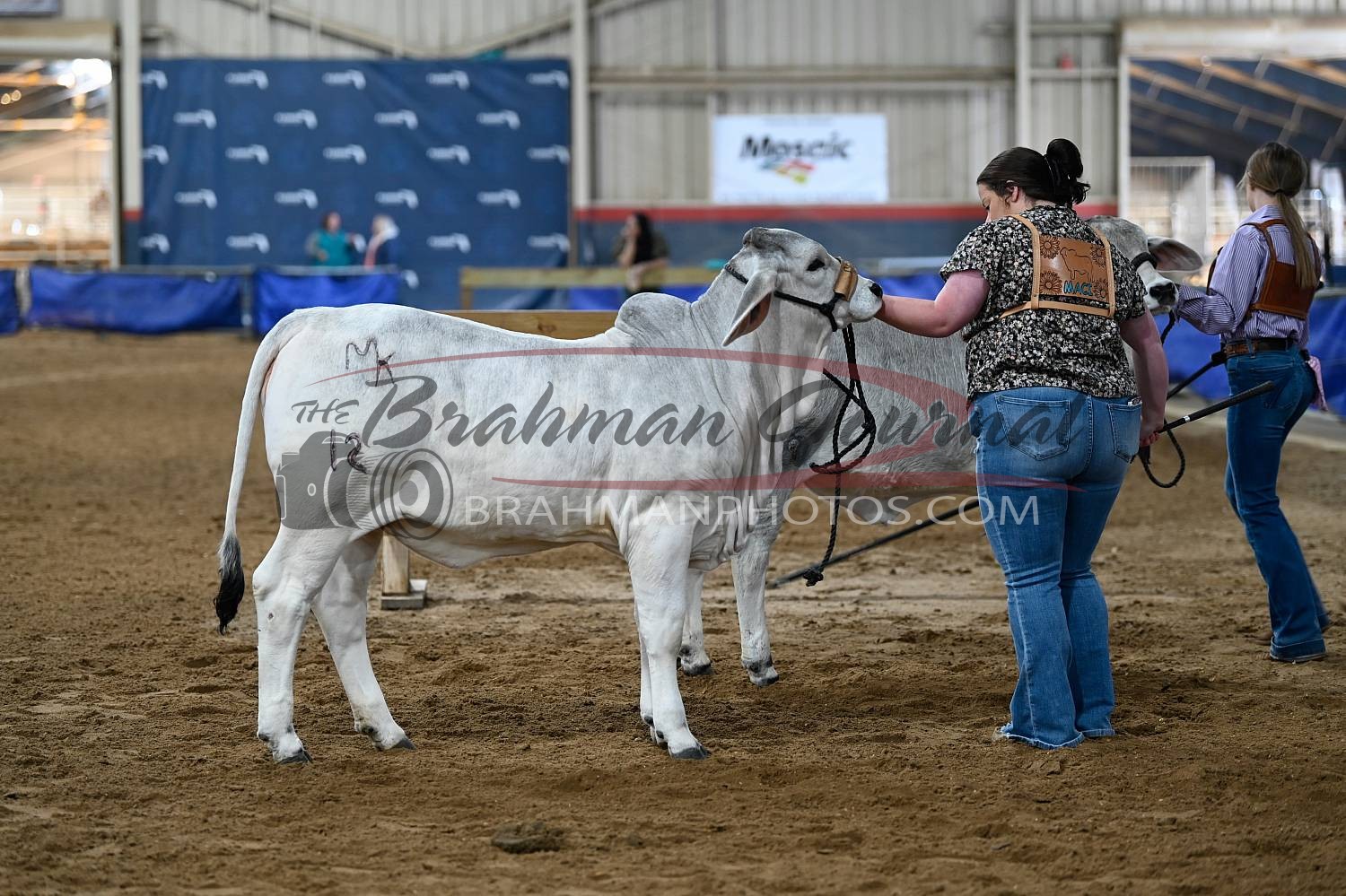 2024 Florida State Fair Open Show Brahman Photos 2024 SHOWS